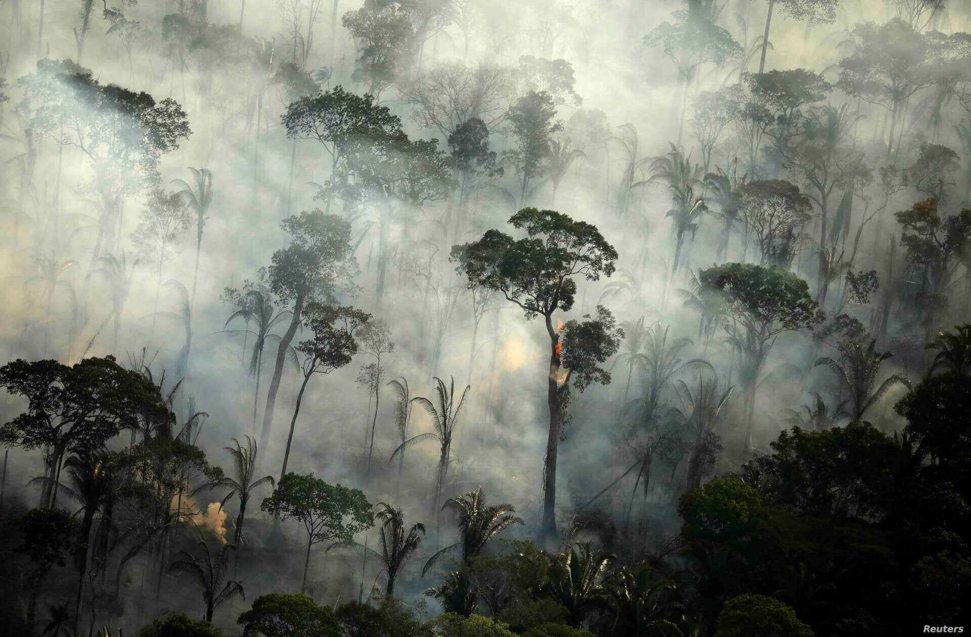 Deforestation of Amazon Rainforest Increases for Fourteenth Consecutive Month