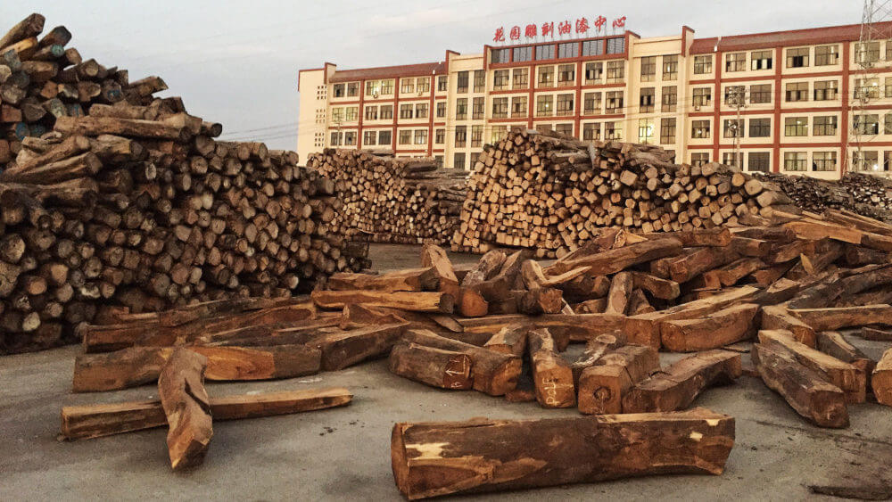 China Emerges as the Driving Force Behind Deforestation in Central and West Africa