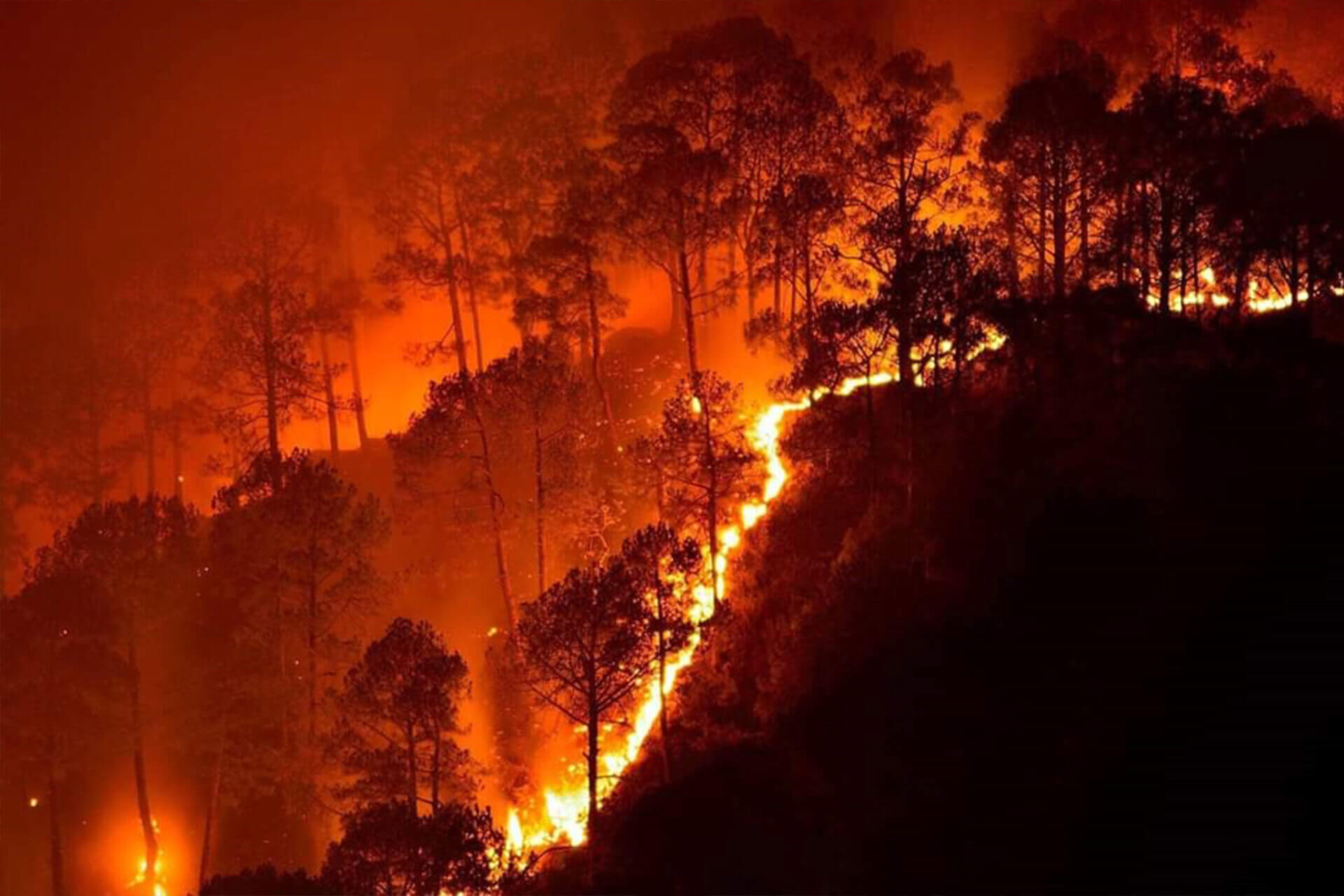 It Is High Time India Establishes a Cohesive National Policy on Forest Fires