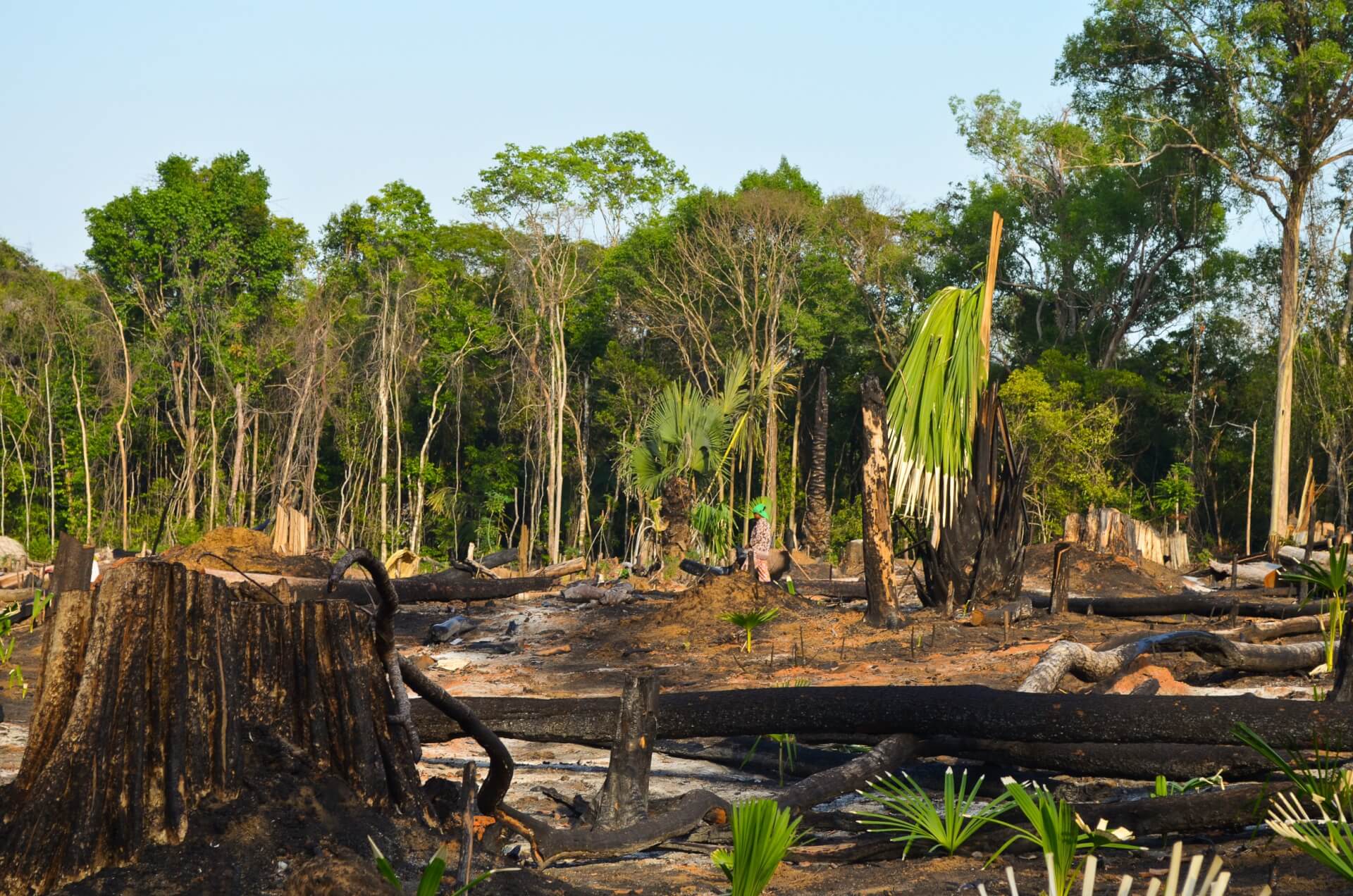 US Defunds Cambodia’s Environment Protection Programme Over Continued Deforestation