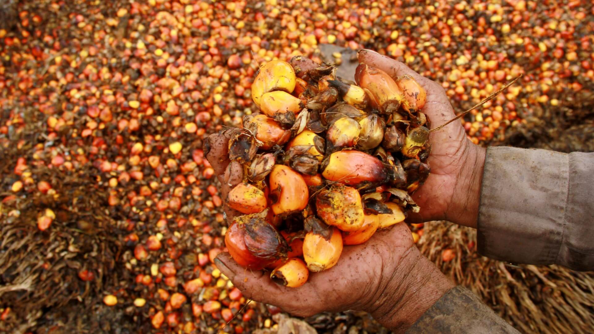 Indonesia’s Palm Oil Export Ban Sends Indian Markets Into Frenzy