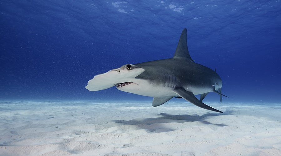 Great Hammerhead (In pic) sharks are known to migrate thousands of kilometres