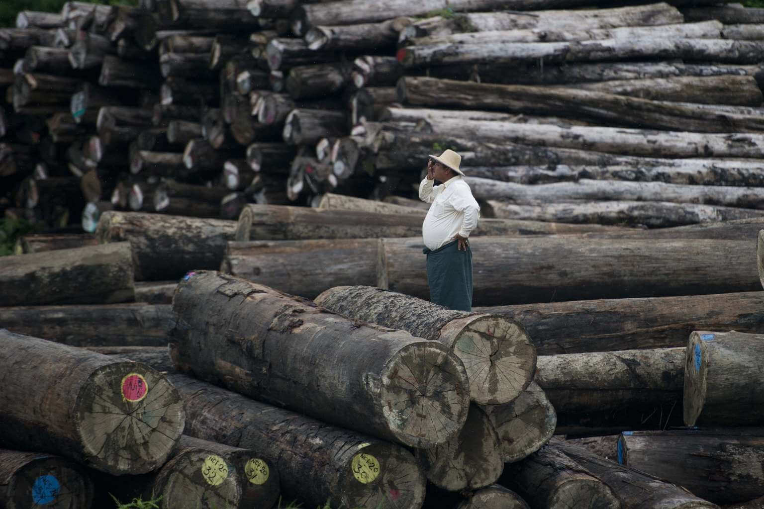 Cambodia Must Overhaul Its Forestry Practices Before It’s Too Late