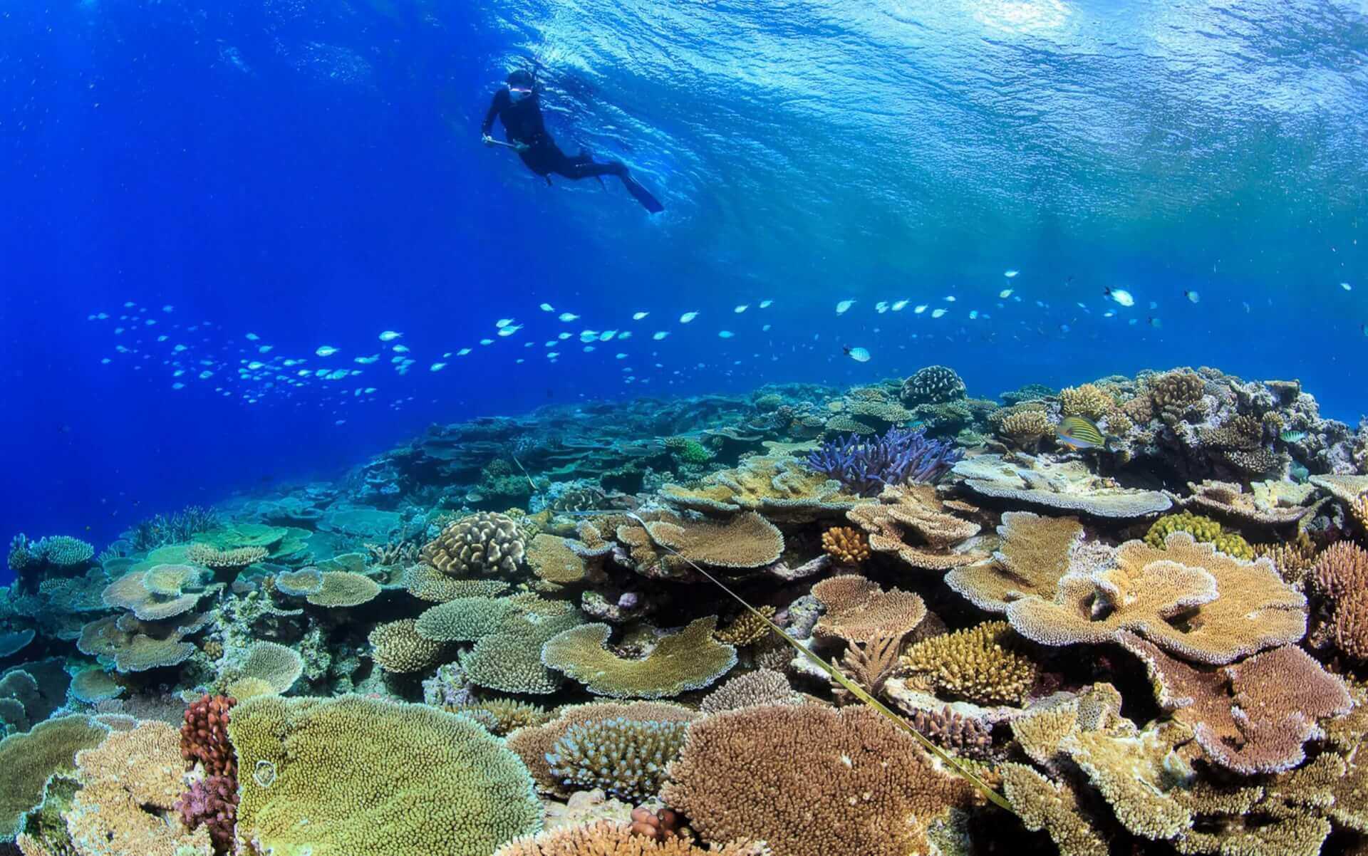 Australia Criticises China-Led UN Panel for Recommendation on Great Barrier Reef