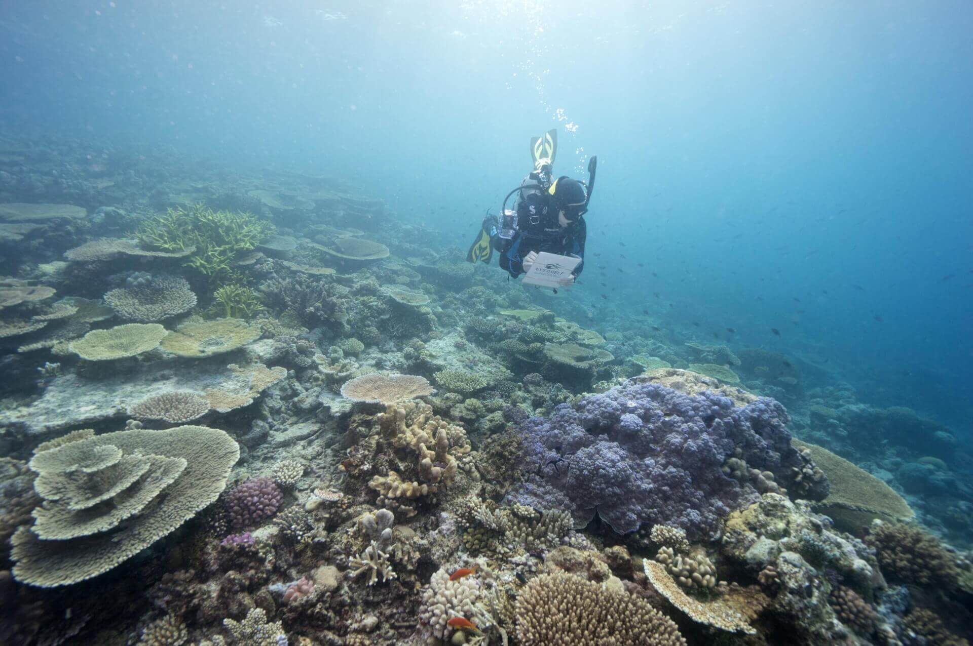 UNESCO Defers Vote on Great Barrier Reef After Intense Lobbying by Australia