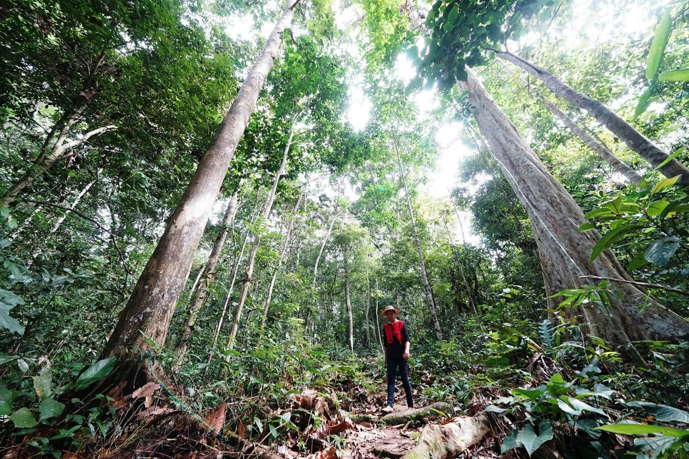 Indonesia Revokes Deforestation Pact with Norway Over Non-Payment
