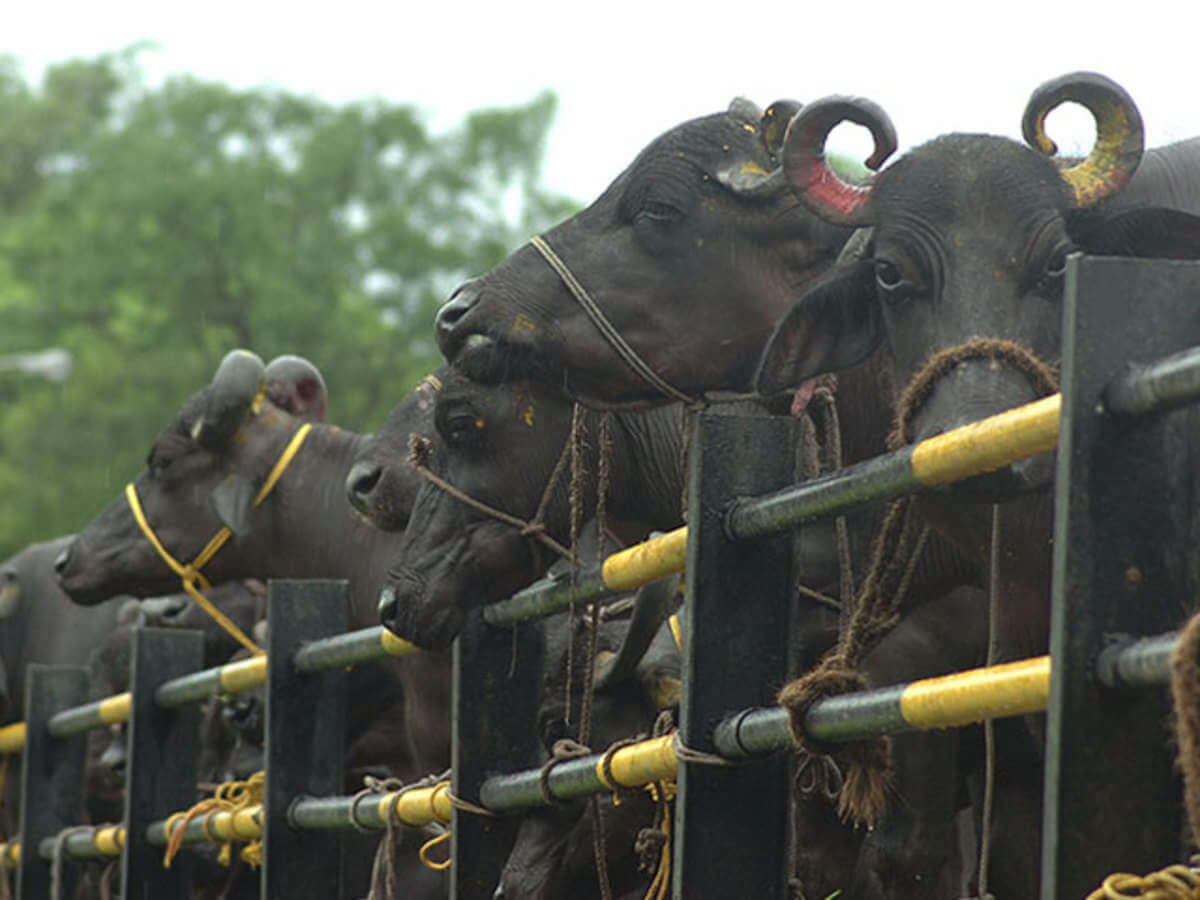 An Overview of India’s Beef Export Industry
