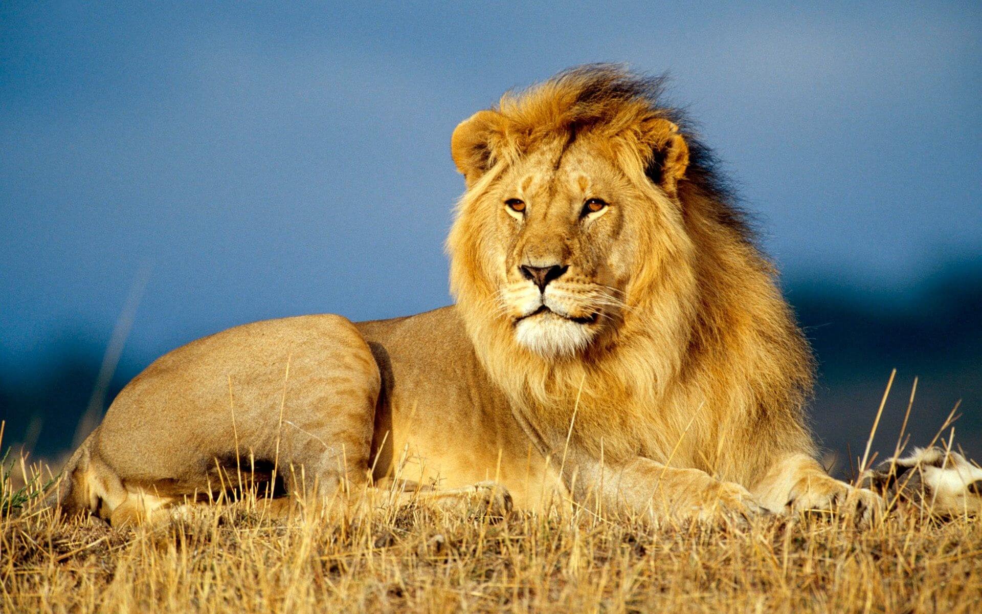 Gir Lion Deaths: A clarion call to save the Pride